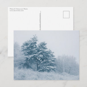 Carte Postale Forêt hiver photo