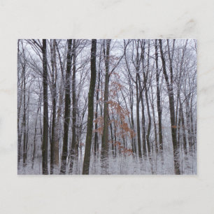 Carte Postale Forêt huppée neige paysage d'hiver Photographie