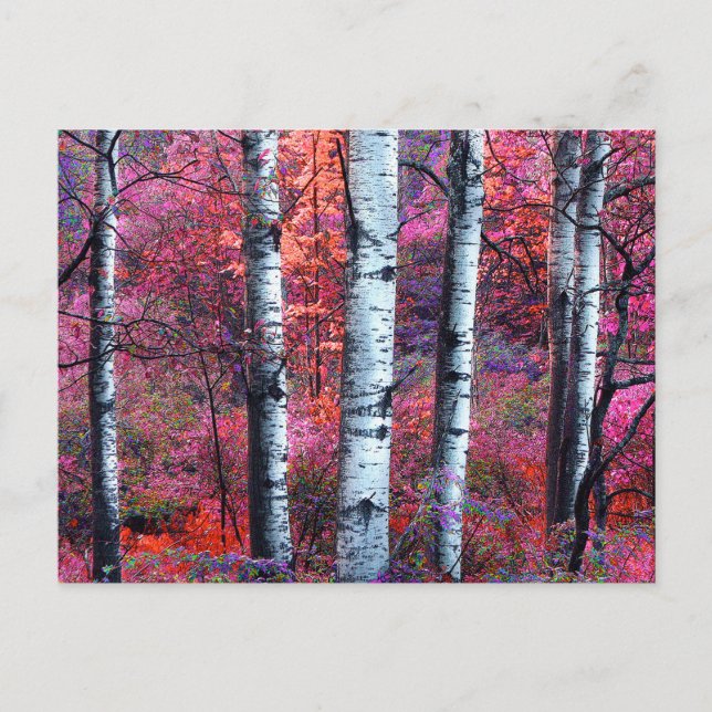 Carte Postale Forêt magique (Devant)