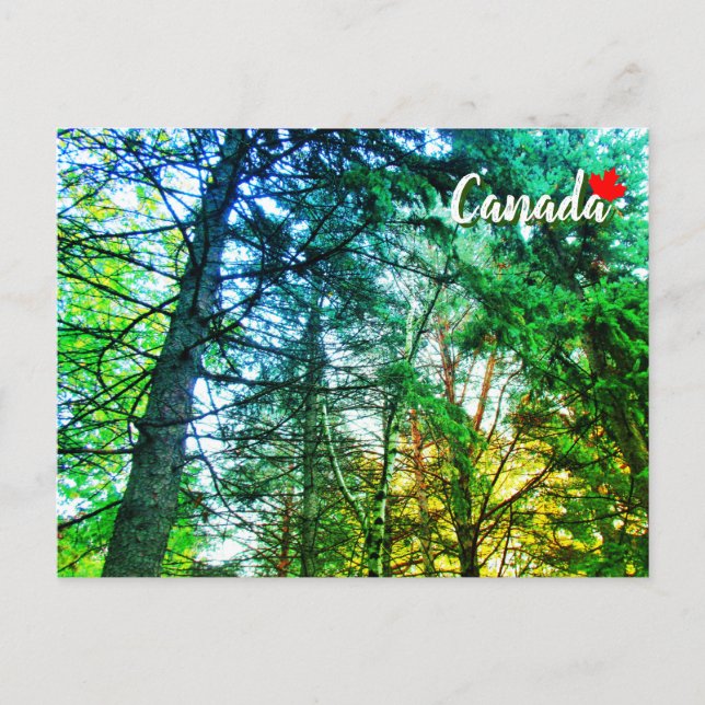 Carte Postale Forêt Médaille d'arbres Canada (Devant)