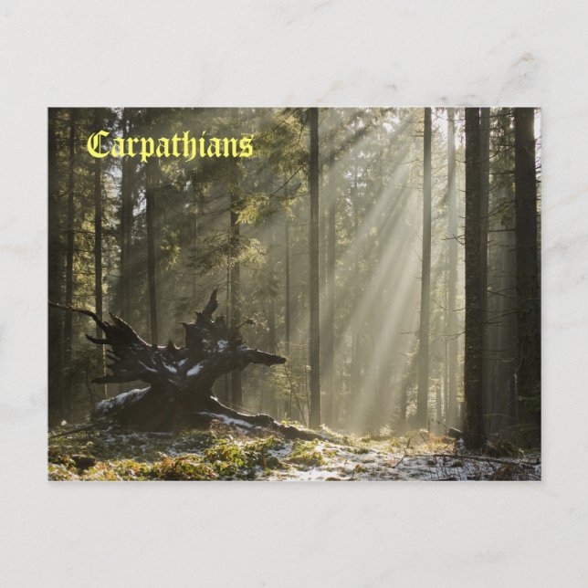 Carte Postale Forêt mystique (Devant)