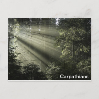 Carte Postale Forêt mystique des Carpates