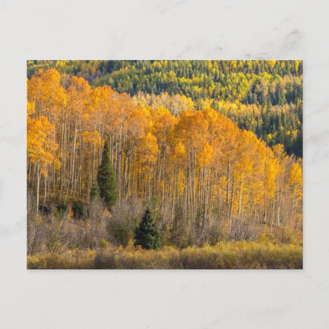 Carte Postale Forêt nationale de Gunnison (Devant)