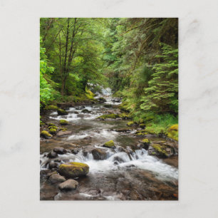 Carte Postale Forêt nationale de Siuslaw   Sweet Creek