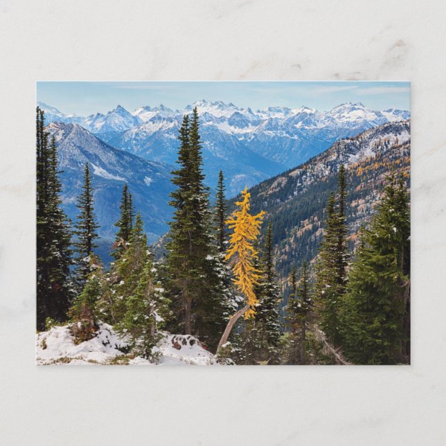 Carte Postale Forêt nationale de Wenatchee (Devant)
