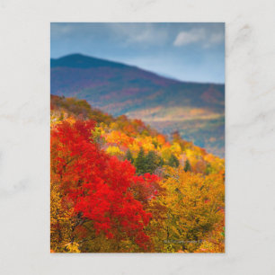 Carte Postale Forêt nationale de White Mountains