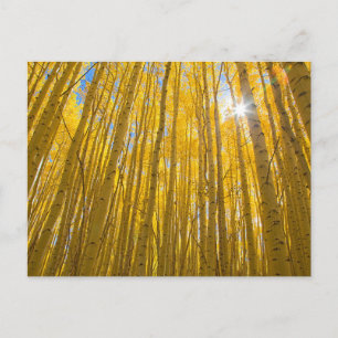 Carte Postale Forêt nationale de White River