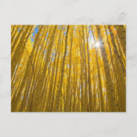 Forêt nationale de White River