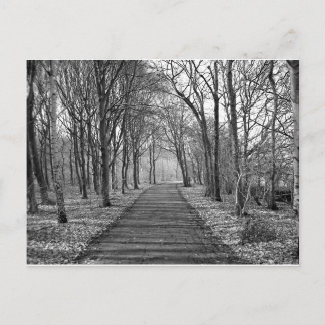 Carte Postale Forêt noire/blanche (Devant)