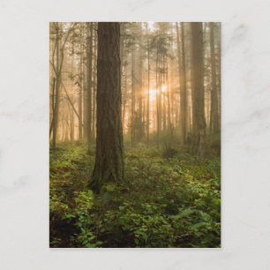 Carte Postale Forêt nord-ouest du Pacifique   Foggy Morning