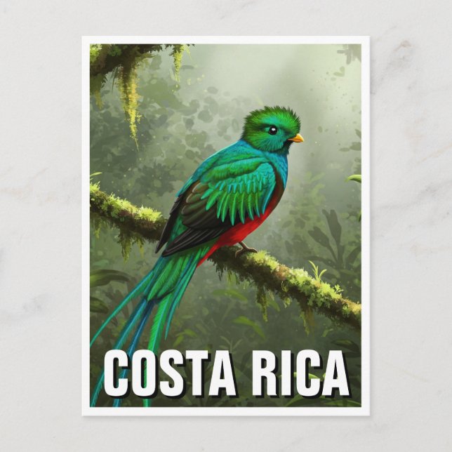 Carte Postale Forêt nuageuse de Quetzal Monteverde (Devant)