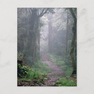 Carte Postale Forêt nuageuse, Mt. Kilimanjaro, Tanzanie