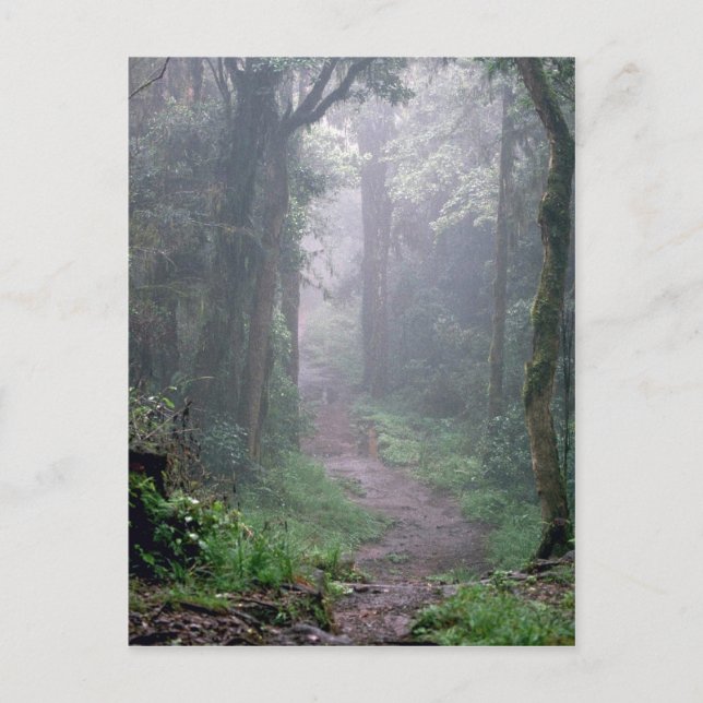 Carte Postale Forêt nuageuse, Mt. Kilimanjaro, Tanzanie (Devant)