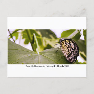 Carte Postale Forêt pluviale de papillons - Gainesville, FL 005