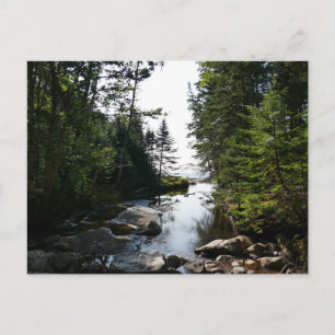 Carte Postale Forêt près de Hunters Beach