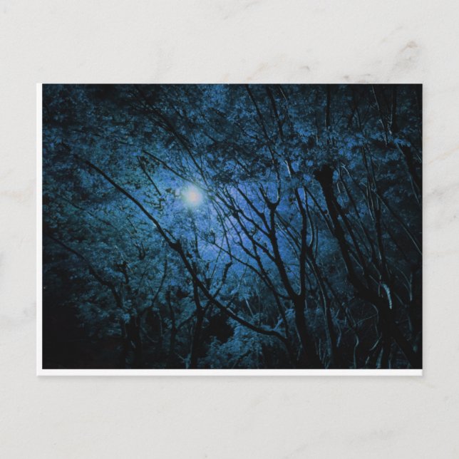 Carte Postale forêt sombre enchantée (Devant)