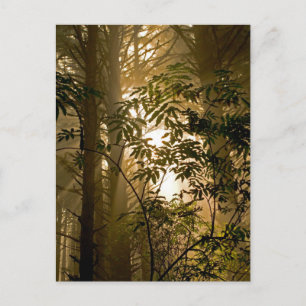 Carte Postale Forêt toujours verte   Côte de l'Oregon