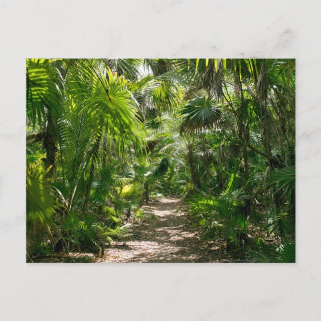 Carte Postale Forêt | Tropical Rainforest Tulum Mexique (Devant)