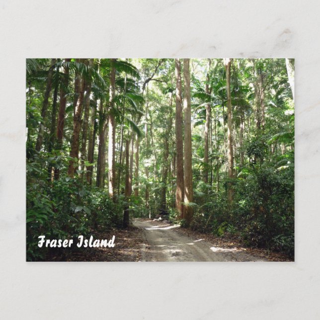 Carte Postale forêt tropicale du fraser (Devant)
