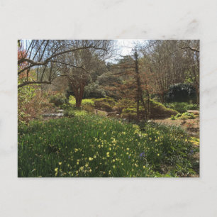 Carte Postale Forêt verte avec des fleurs jaunes