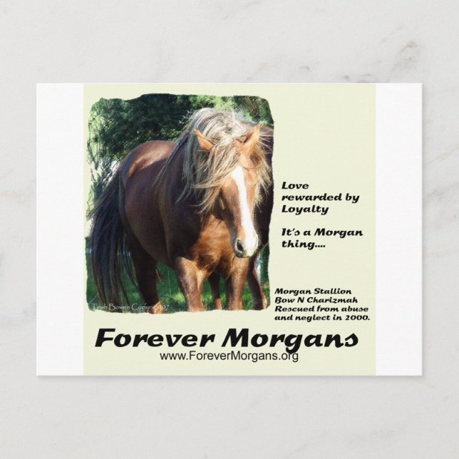 Carte Postale ForeverMorgans Morgan Stallion (Devant)