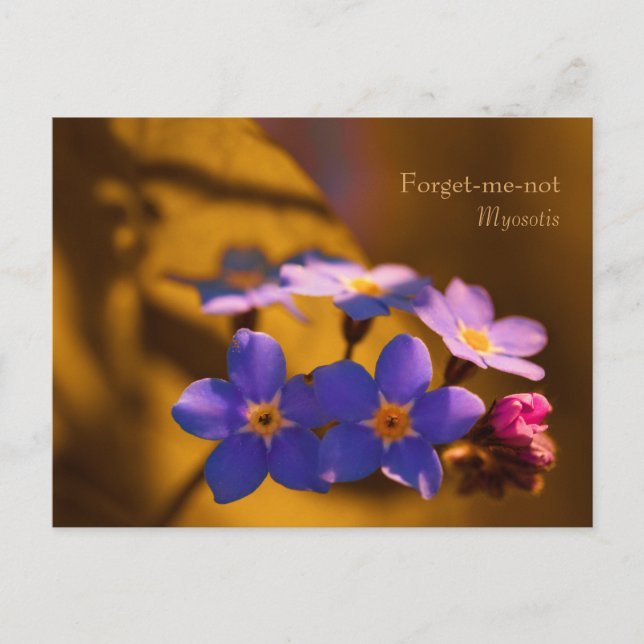 Carte Postale Forget-me-not in the Sunset CC0122 Wildflower (Devant)