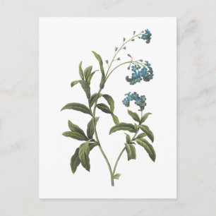 Carte Postale forget-me-not(Myosotis scorpioides) by Redouté