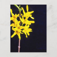 Forsythia jaune Fleurs de brindilles
