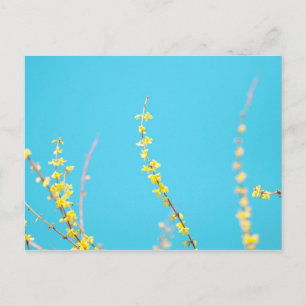 Carte Postale Forsythie 3