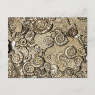 Carte Postale fossile d'ammonite doré de la côte jurassique