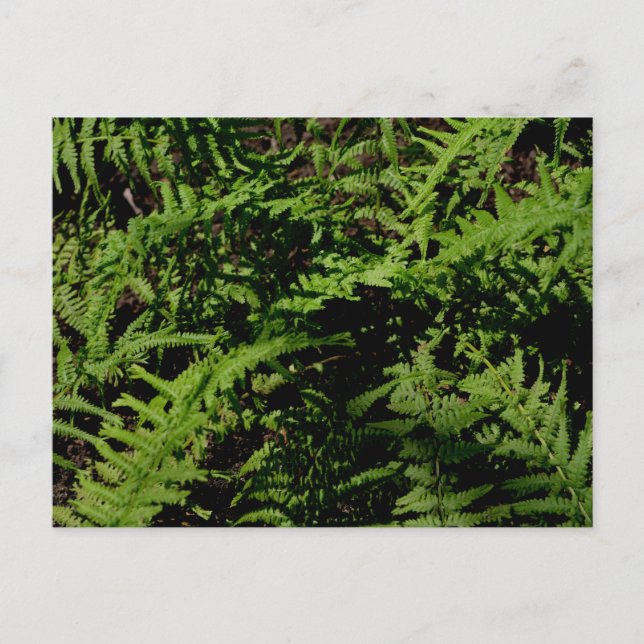 Carte postale Fougères du sol forestier (Devant)