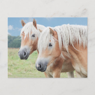 Carte Postale foui Haflinger