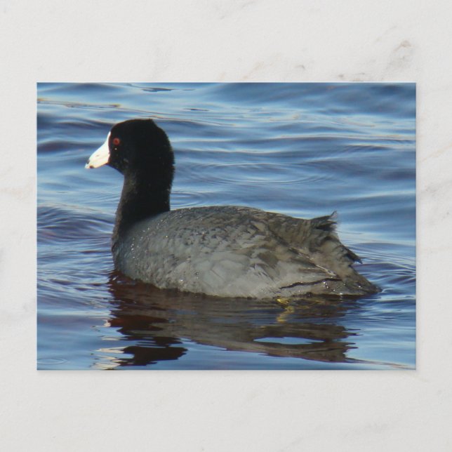 Carte Postale Foulque macroule B27 (Devant)