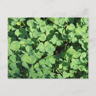 Carte Postale  four leaf clovers Postcard