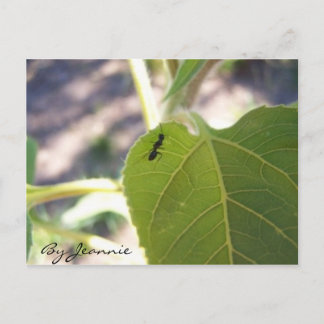 Carte Postale Fourmi sur feuille
