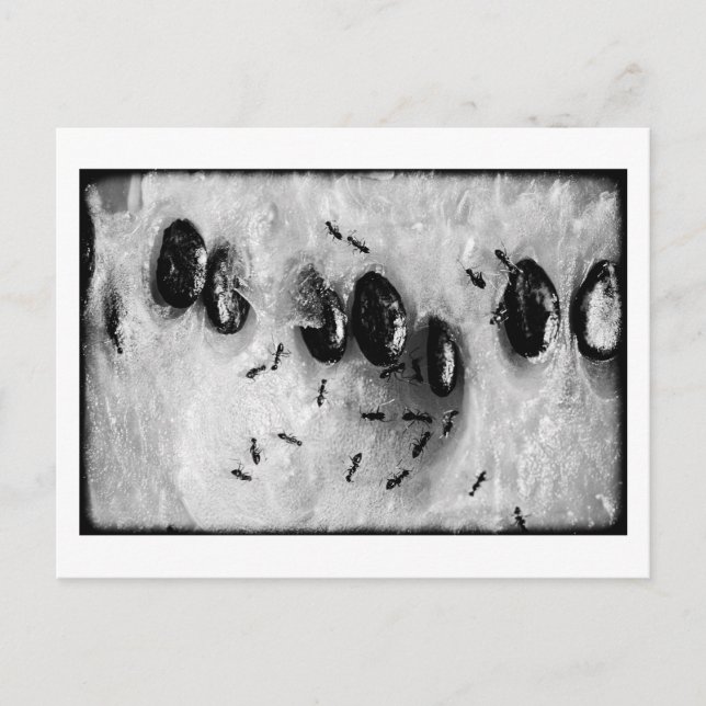 Carte Postale fourmis surfant (Devant)