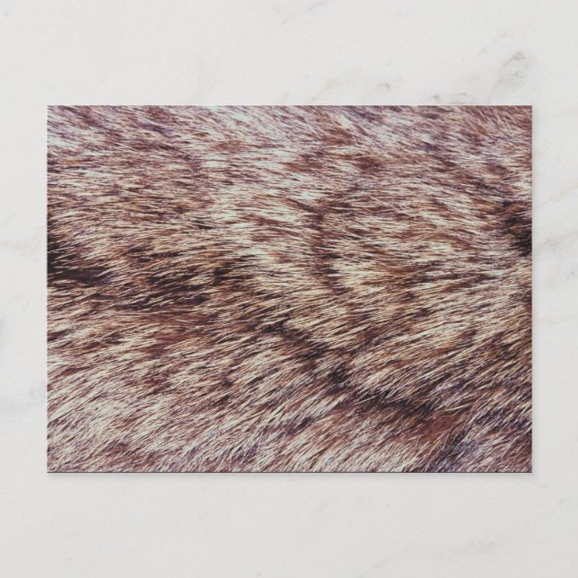 Carte Postale Fourrure de Lynx (Devant)