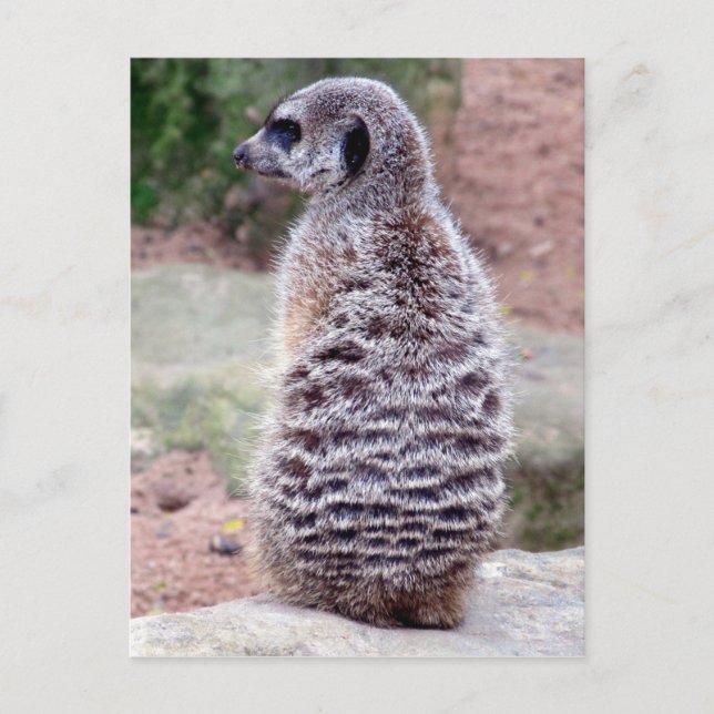 Carte Postale fourrure de meerkat (Devant)