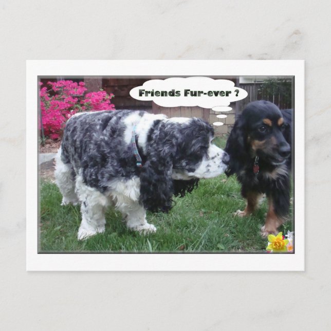 Carte Postale Fourrure-jamais de meilleurs amis (Devant)