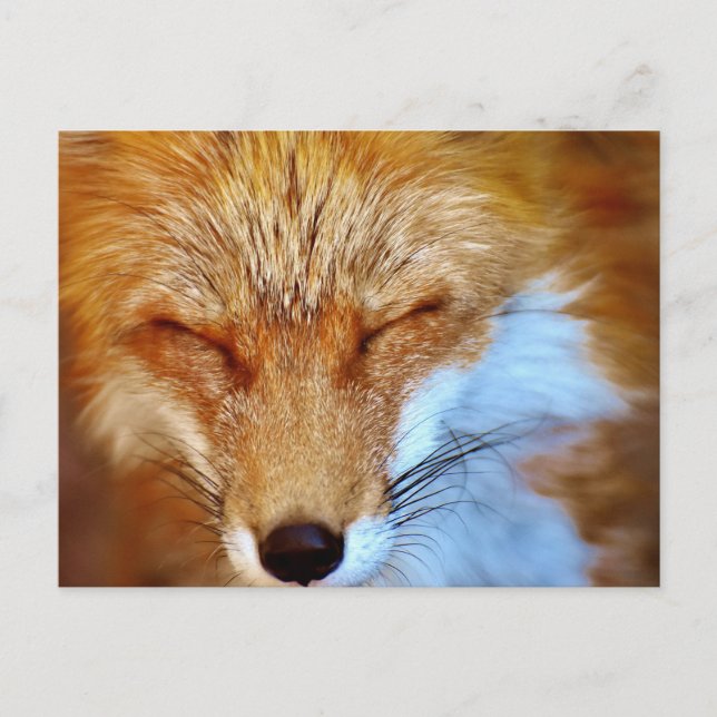 Carte Postale Fox (Devant)