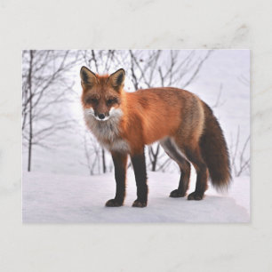 Carte Postale Fox