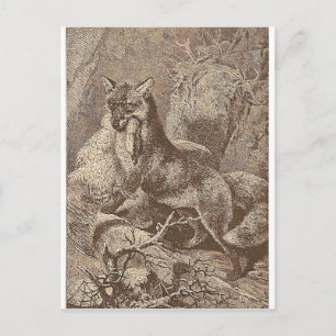 Carte Postale Fox Avec Sa Mort