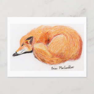 Carte postale Fox couchage