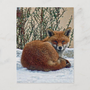 Carte Postale Fox dans la neige