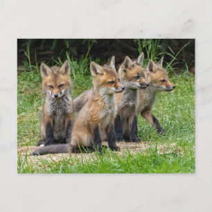Carte Postale Fox Free Thinker