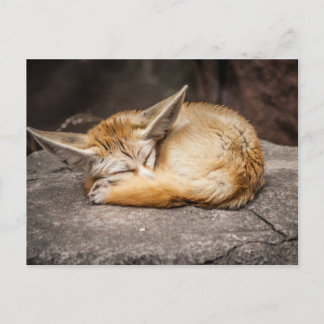 Carte Postale Fox mignon de Fennec