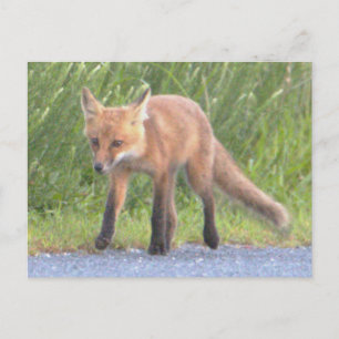 Carte postale Fox Photo