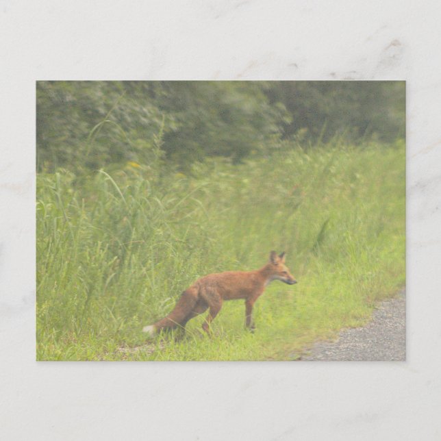 Carte postale Fox Photo (Devant)