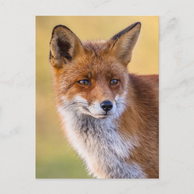 Carte Postale Fox regarde loin (Devant)