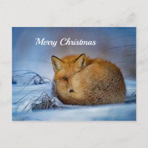 Carte Postale Fox Sleeping Snow Photo Noël